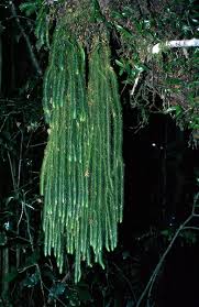 Image result for Huperzia gnidioides