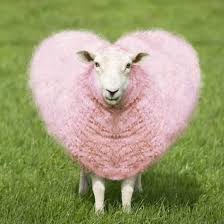Sheep Ewe Pink Heart Shaped Wool Photographic Print Art Com Funny Sheep Pink Sheep Animals