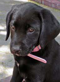 Cute Pictures Of Puppies 2 Unique Dog Breeds Labrador Retriever Mix Lab Dogs