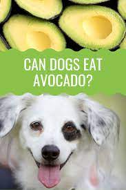 Can Dogs Eat Avocado And Papaya Ultimate Nutrition Guide Barking Royalty Dogs Can Dogs Eat Dog Eating