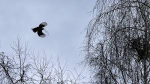 Une petite image et une grande image. Les Photos De Jean Constancias Petit A Petit L Oiseau Fait Son Nid