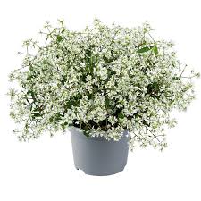 Image result for Euphorbia hypericifolia