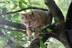 Sand Cat Big Cat Rescue Tampa Florida Sand Cat Wild Cat Species Cats