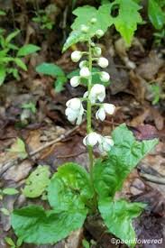 Image result for Rinorea elliptica