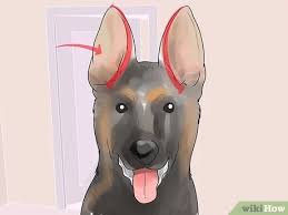 But please, please, please wait until they went through teething! How To Tape Up Stubborn German Shepherd Puppy Ears With Pictures