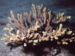 Image result for Coleochloa pallidior