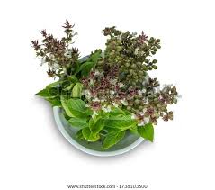 Image result for Ocimum