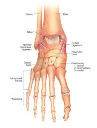 Some of the bones in your wrists and ankles move by. Why Ankle Pain Treatments Chronic Ankle Pain Ankle Joint Pain