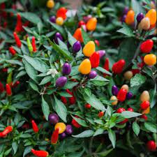 Yes, these ornamental chilies pack a surprising punch. Bolivian Rainbow Pepper Certified Seeds Shopee Philippines