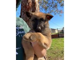 Get your happy doggie here! 10 Belgian Malinois Puppies For Sale In Modesto California Puppies For Sale Near Me