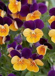 How To Grow Pansies Pansies Flowers Pansies Fall Garden Checklist