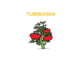 Menyatakan bahagian tumbuhan dengan betul. Tumbuhan Dunia Sains Teknologi Tahun 1