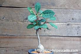 Image result for Monadenium pseudoracemosum