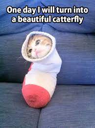 Cute Animals On Youtube Cute Animals Doing Silly Things Cute Little Animals Funny Animal Jokes Cute Animal Memes