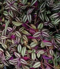 Enjoy its aromatic foliage and lilac blooms from spring to fall. Green Leaves On Top Purple Underneath Osera
