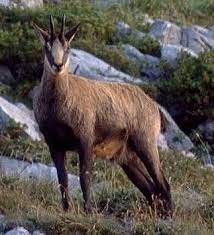 If you're a cheese lover, or a hiker, you're sure to become a fan of the oberhasli goat. Chamois Coloured Goat Petmapz By Dr Katz Your Veterinarian Endorsed Pet Community