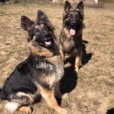Find your perfect german shepherd puppy for sale and you'll be welcoming an incredible character into your home. German Shepherd Puppies For Sale Home Facebook