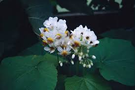 Image result for Sparrmannia