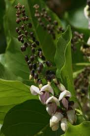 Image result for Millettia pinnata