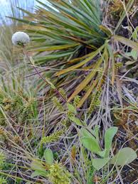Image result for Pearsonia uniflora
