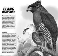 Gambar tersebut bisa anda download langsung, caranya silahkan klik. Penjual Burung Elang Di Kasemen Ditangkap Radarbanten Co Id