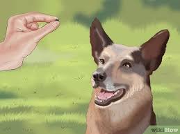 Bir Kopek Nasil Egitilir Wikihow