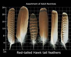 Maybe you would like to learn more about one of these? The Feather Atlas Feather Identification And Scans Feather Identification Red Tailed Hawk Red Tail Hawk Feathers