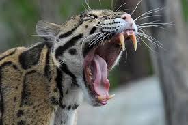 Factual Animal Facts On Twitter Clouded Leopard Leopard Pictures Big Cats