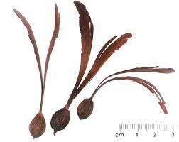 Image result for Gyrocarpus