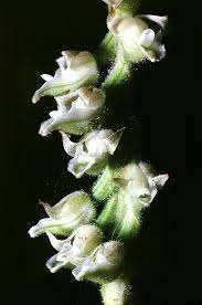 Image result for Eggelingia clavata