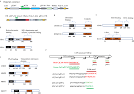 Image result for Gold 1997 AAV