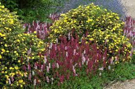 These six flowering shrubs are beautiful all during the hottest months of the year and long into autumn providing showy blasts of color and wonderful cuttings for indoor bouquets. Shrubs Rhs Gardening