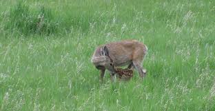 Fish Creek Wildlife Friends Of Fish Creek Provincial Park Society