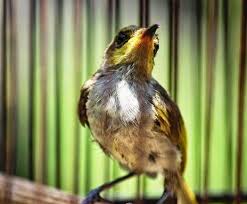 Pada beberapa kondisi, burung pleci jantan dan betina memiliki paruh yang sama. Burung Kecial Kombo Jantan Id Lif Co Id