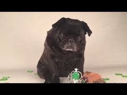when yer crown keeps slippin saintpatricksday shamrock clover green organicpetboutique nursenebbi organic pet products pugs pug gifs