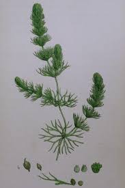Image result for Ceratophyllum
