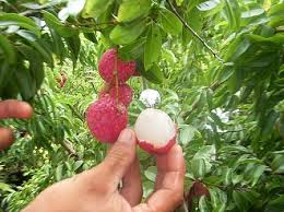 Brewster Lychee Air Layer 3 Gallon Fruit Trees For Sale Fruit Fruit Trees