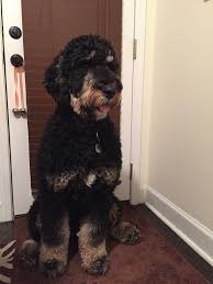 Delivery without our personal accompaniment is also available for $400 from fort wayne international airport (fwa). Potty Training Your Doodle With Bells On Devoted To Doodles Bernedoodle Dog Potty Training Training Your Dog