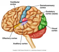 Image Result For Visual Cortex Diagram Visual Cortex Somatosensory Cortex Persistence Of Vision