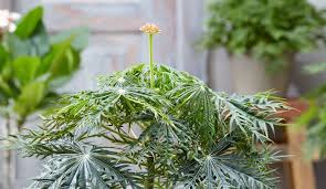 Image result for Jatropha multifida