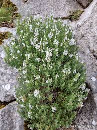 Image result for Satureja