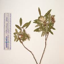 Image result for Balanites pedicellaris