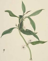 Image result for Myoporum laetum