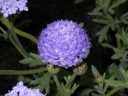 Image result for Dipsacaceae