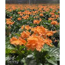 Image result for Crossandra puberula