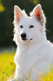 White german shepherd eye color White Jarman Dog Online Shopping