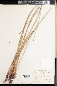 Image result for Eleocharis decoriglumis