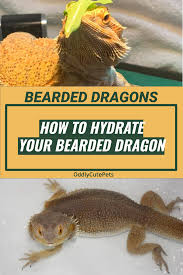 Hydrate Bearded Dragons Bearded Dragon Bearded Dragon Food Baby Bearded Dragon