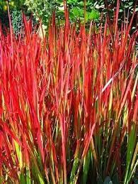Uncategorized Hollyhillnurseries Page 6 Japanisches Blutgras Baumschule Ziergras