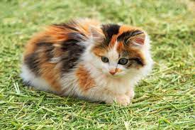 While referring to pictures of calico cats and kittens collections.we choose this image from the internet, for the sake. Attitudes Of Calico Cats Lovetoknow